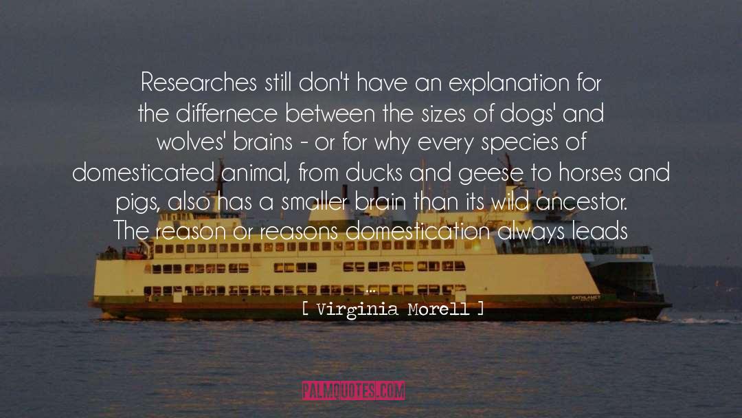 Virginia Morell Quotes: Researches still don't have an