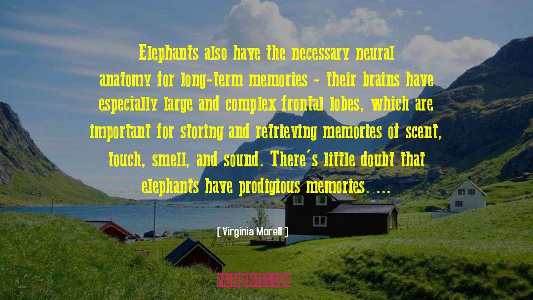 Virginia Morell Quotes: Elephants also have the necessary