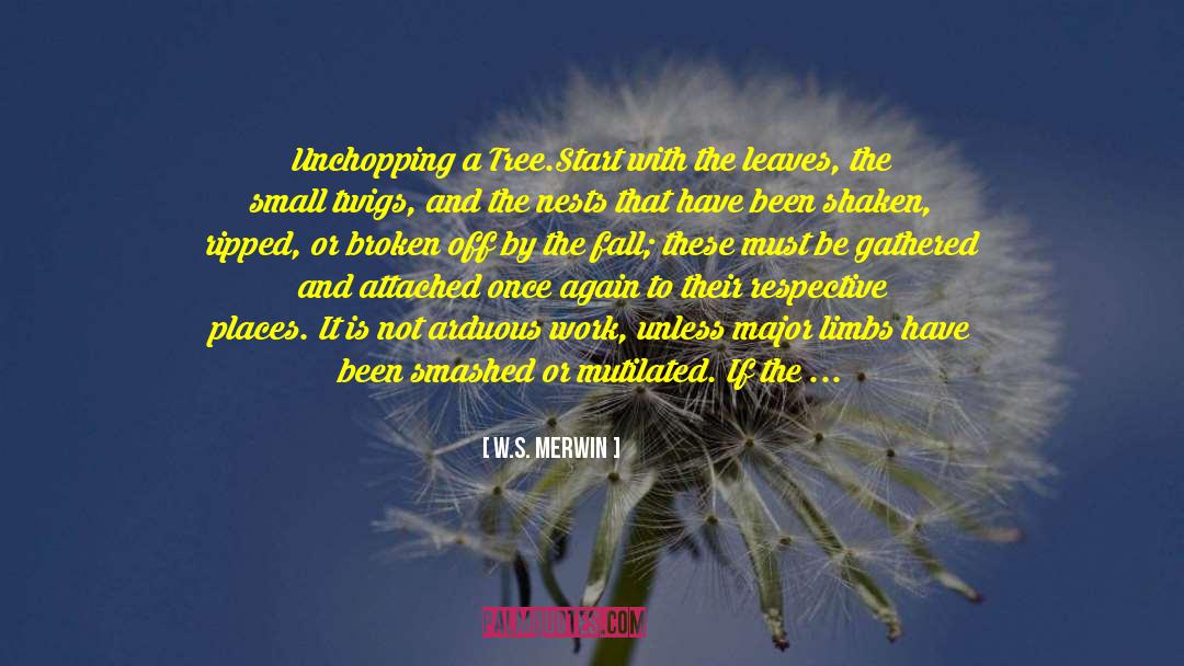 W.S. Merwin Quotes: Unchopping a Tree.<br /><br />Start