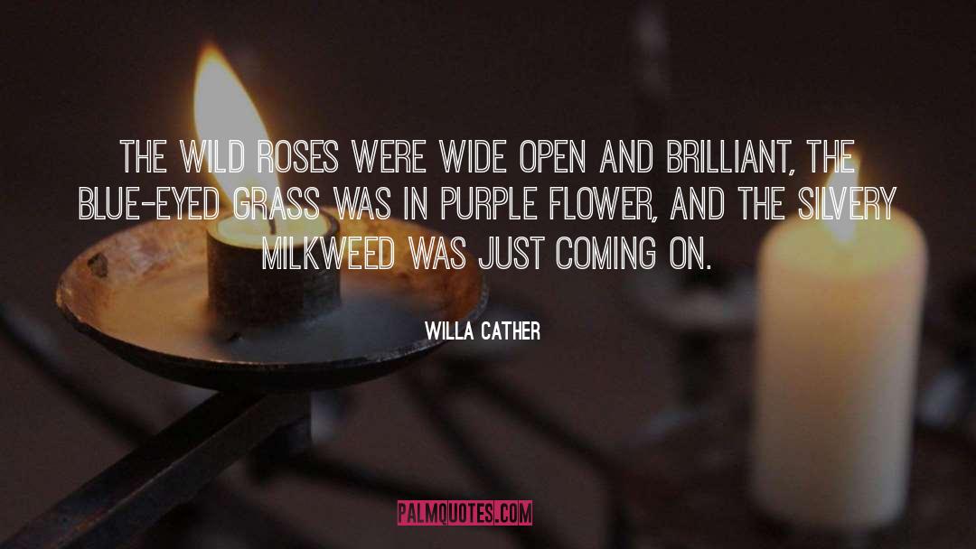 Willa Cather Quotes: The wild roses were wide