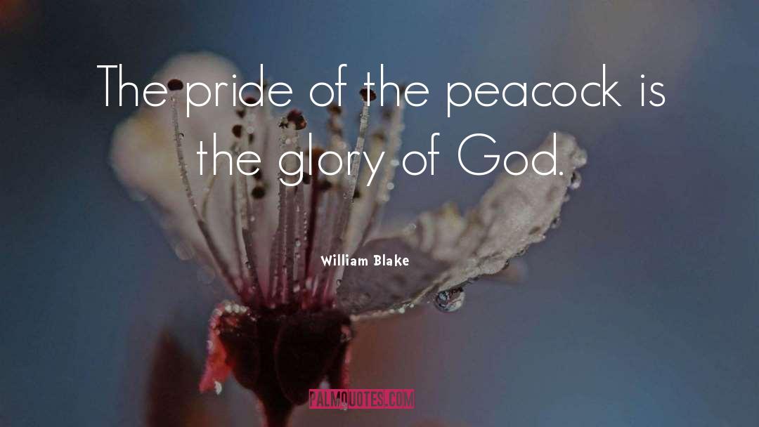 William Blake Quotes: The pride of the peacock