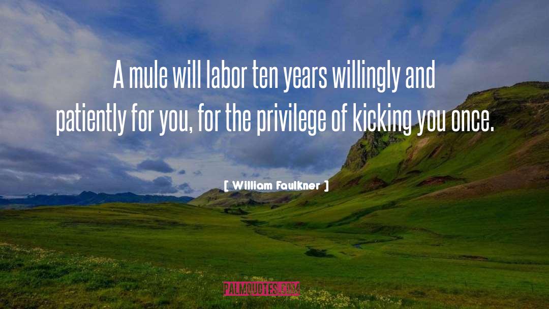William Faulkner Quotes: A mule will labor ten
