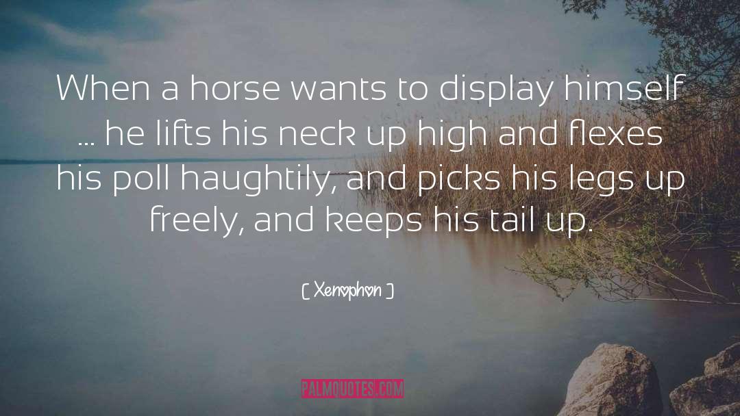 Xenophon Quotes: When a horse wants to