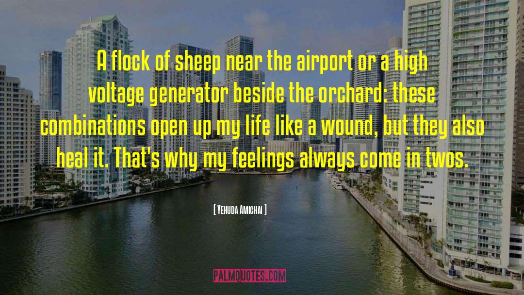 Yehuda Amichai Quotes: A flock of sheep near