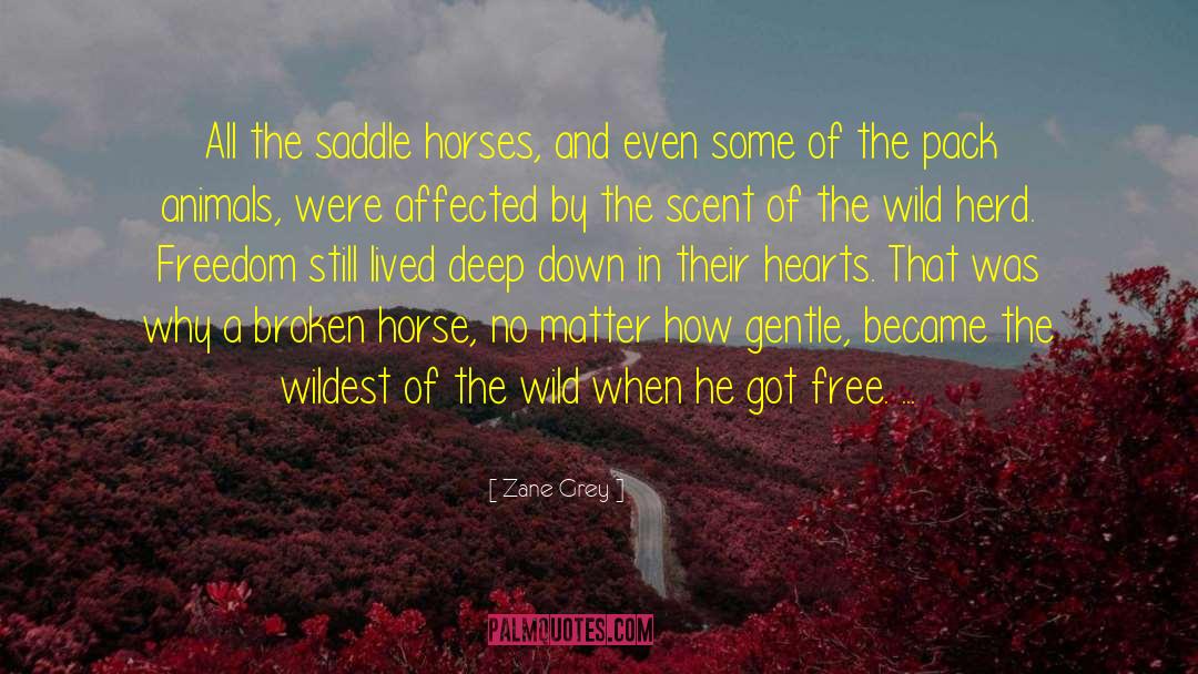 Zane Grey Quotes: All the saddle horses, and