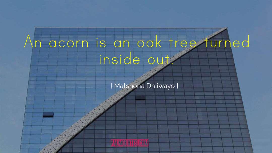 Acorn quotes by Matshona Dhliwayo