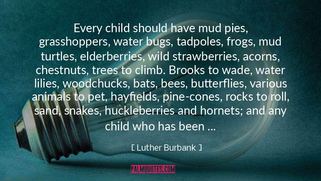 Acorns quotes by Luther Burbank