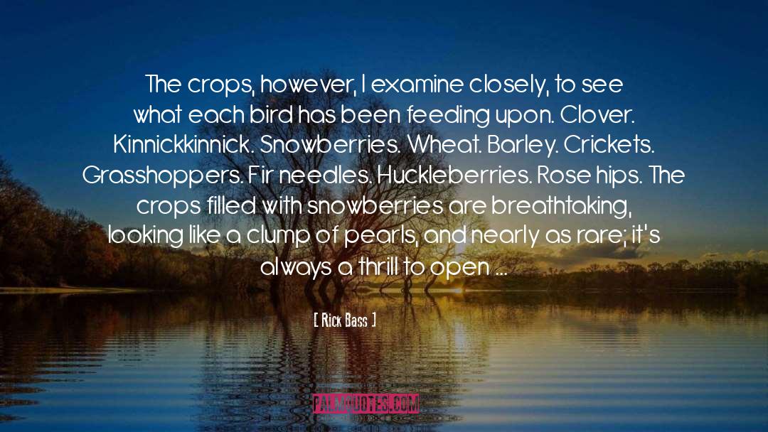 Adornia Clover quotes by Rick Bass