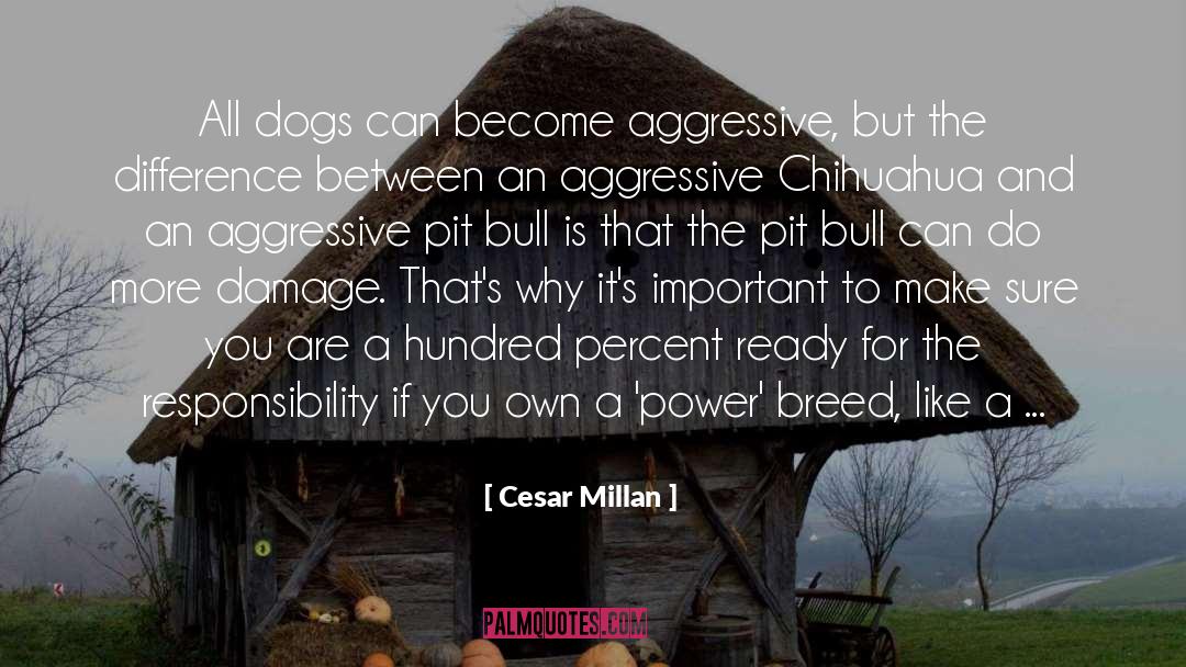 American Pit Bull Terriers quotes by Cesar Millan