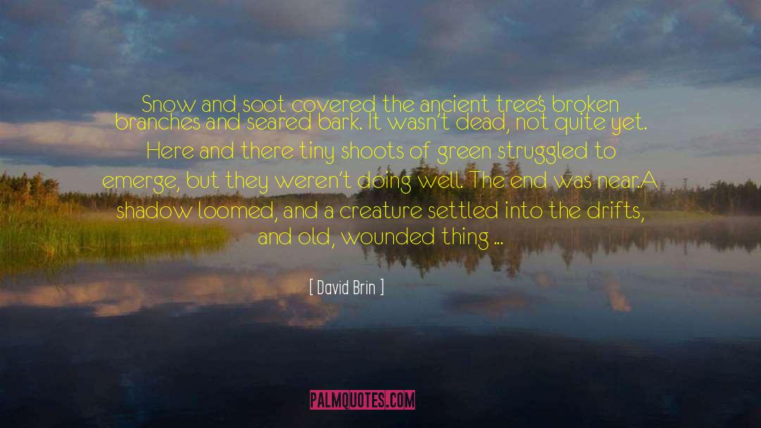 Ancient Trees quotes by David Brin