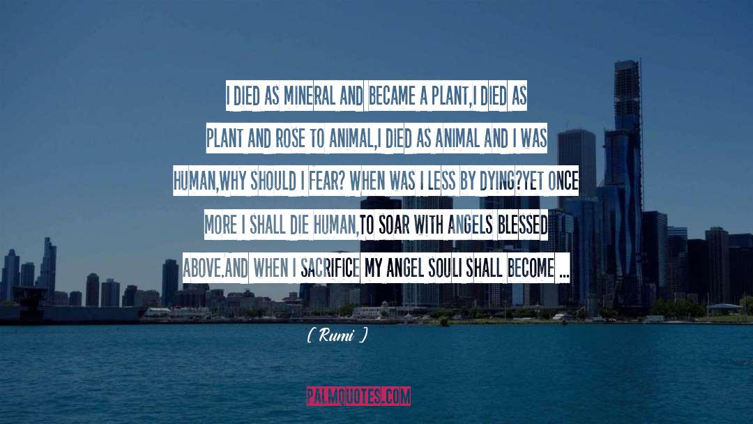 Animal Kindness quotes by Rumi