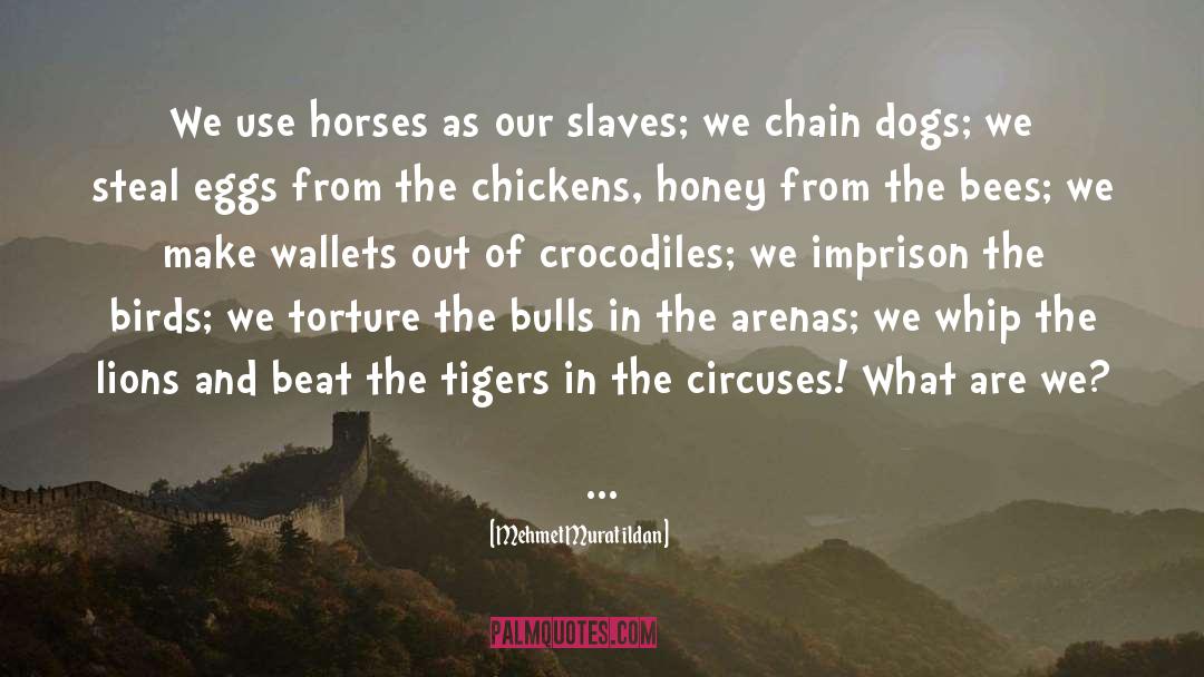 Animal Rights Violation quotes by Mehmet Murat Ildan