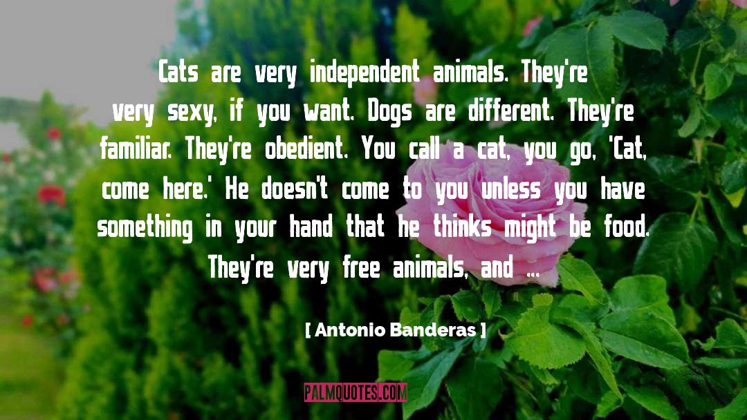 Animal Training quotes by Antonio Banderas