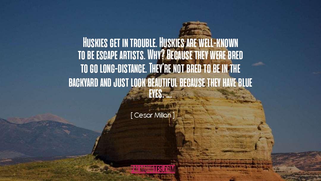 Art And Artists quotes by Cesar Millan
