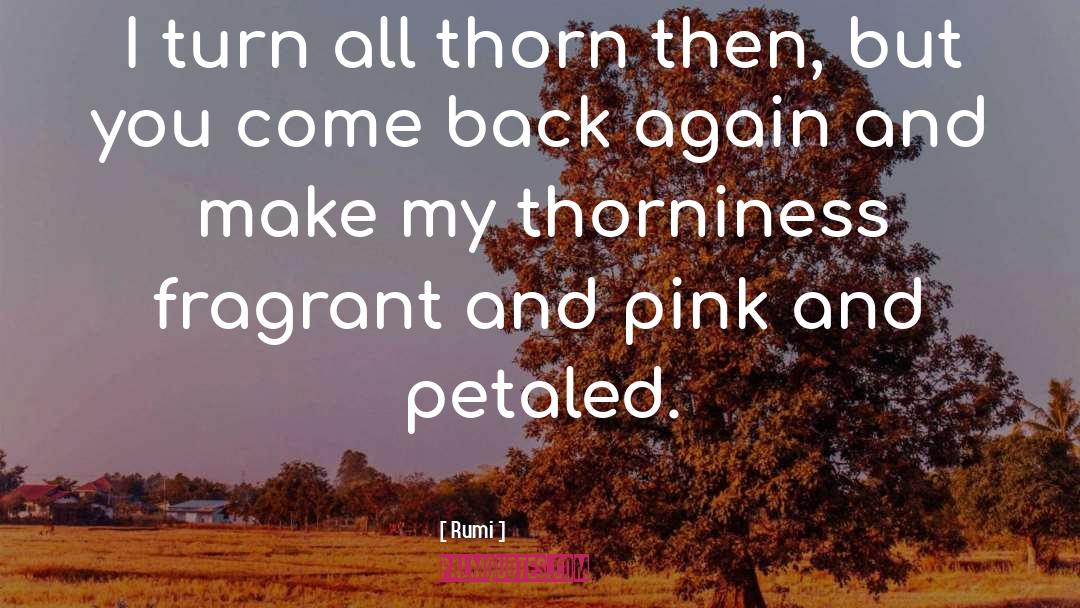 Back Again quotes by Rumi