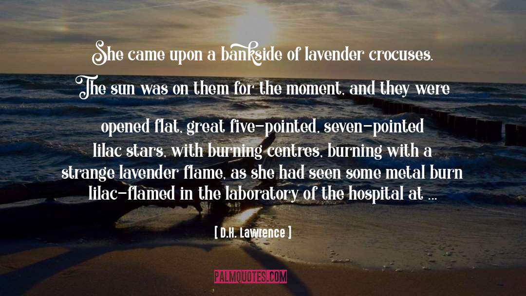 Badgers quotes by D.H. Lawrence