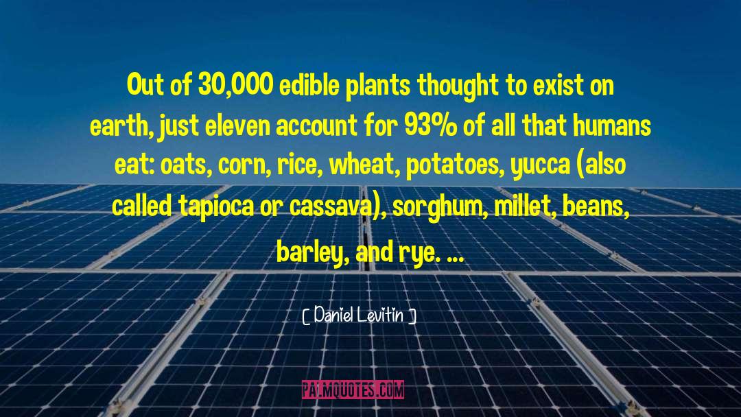 Barley quotes by Daniel Levitin