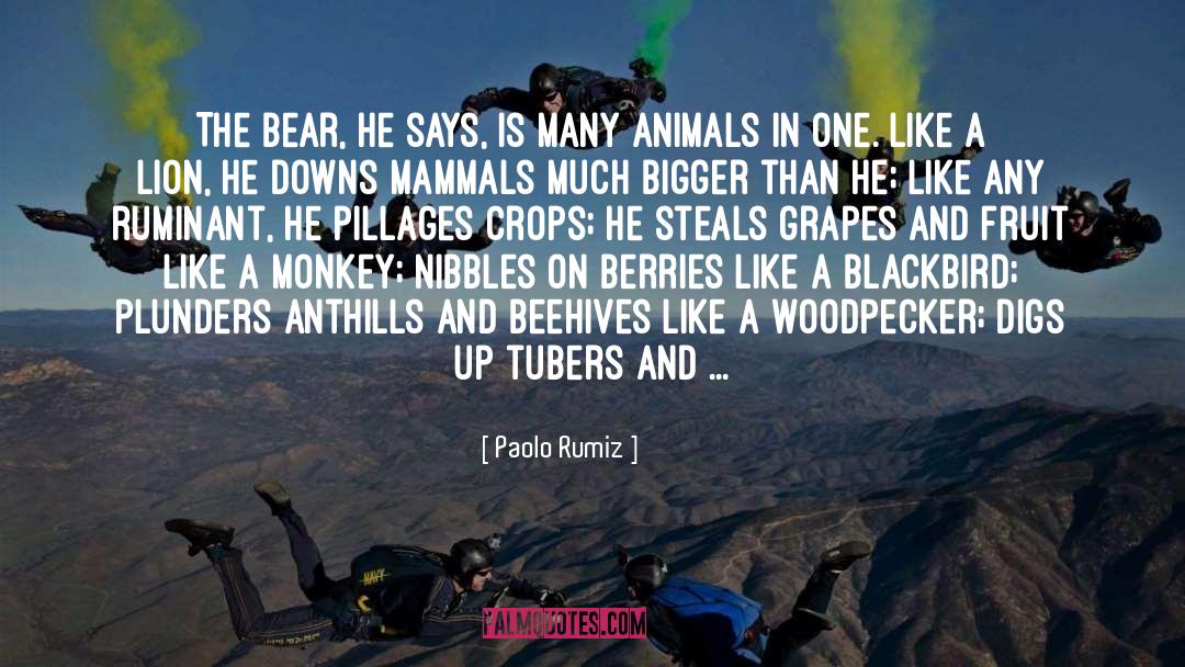 Bear Otter And The Jackass quotes by Paolo Rumiz
