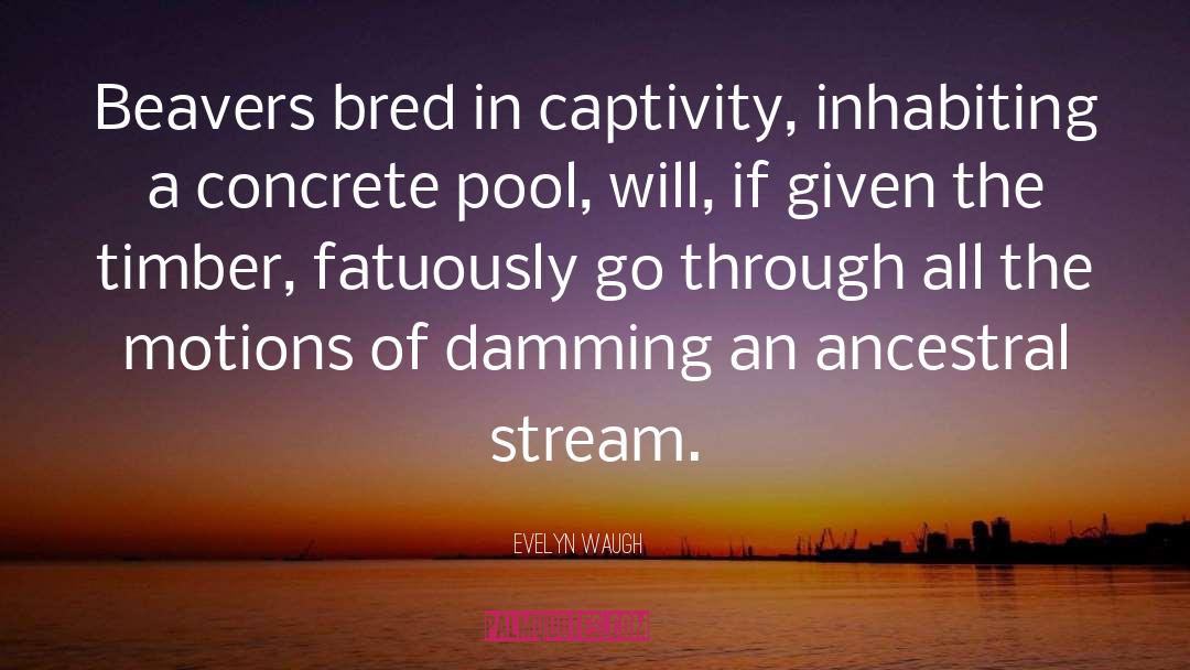 Beavers quotes by Evelyn Waugh