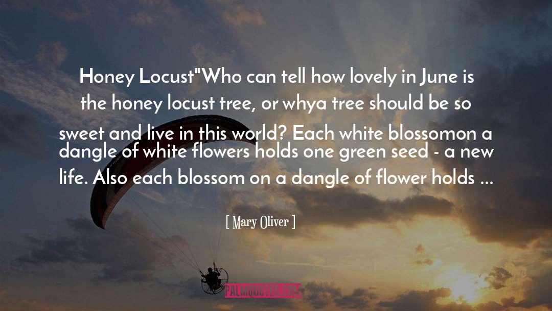 Beech Tree quotes by Mary Oliver