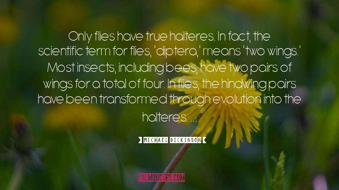 Bees quotes by Michael Dickinson