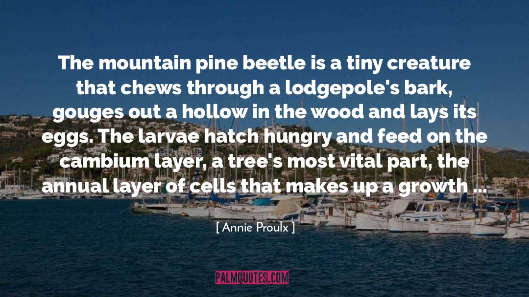 Beetle quotes by Annie Proulx