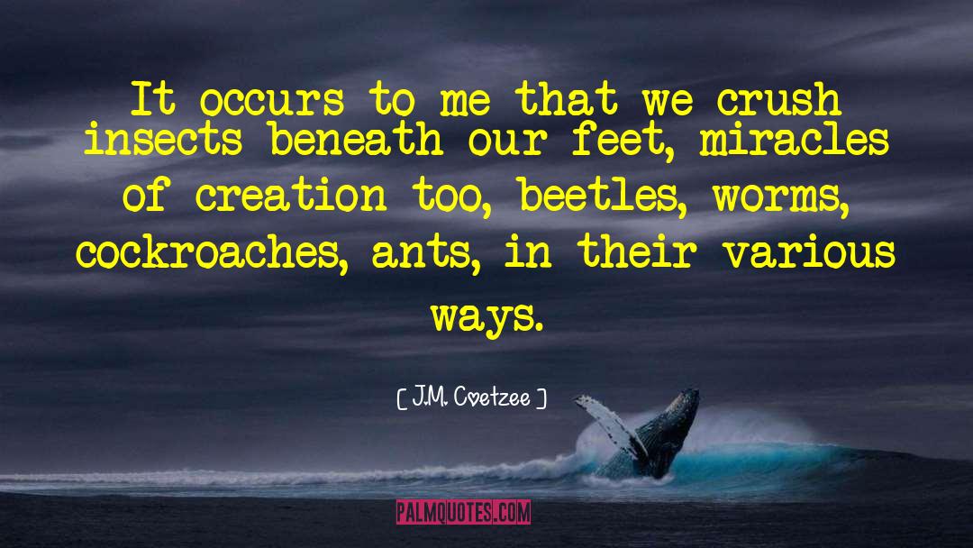 Beetles quotes by J.M. Coetzee