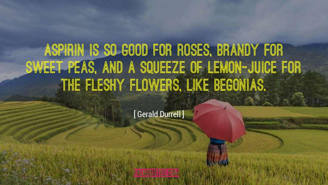 Begonias quotes by Gerald Durrell