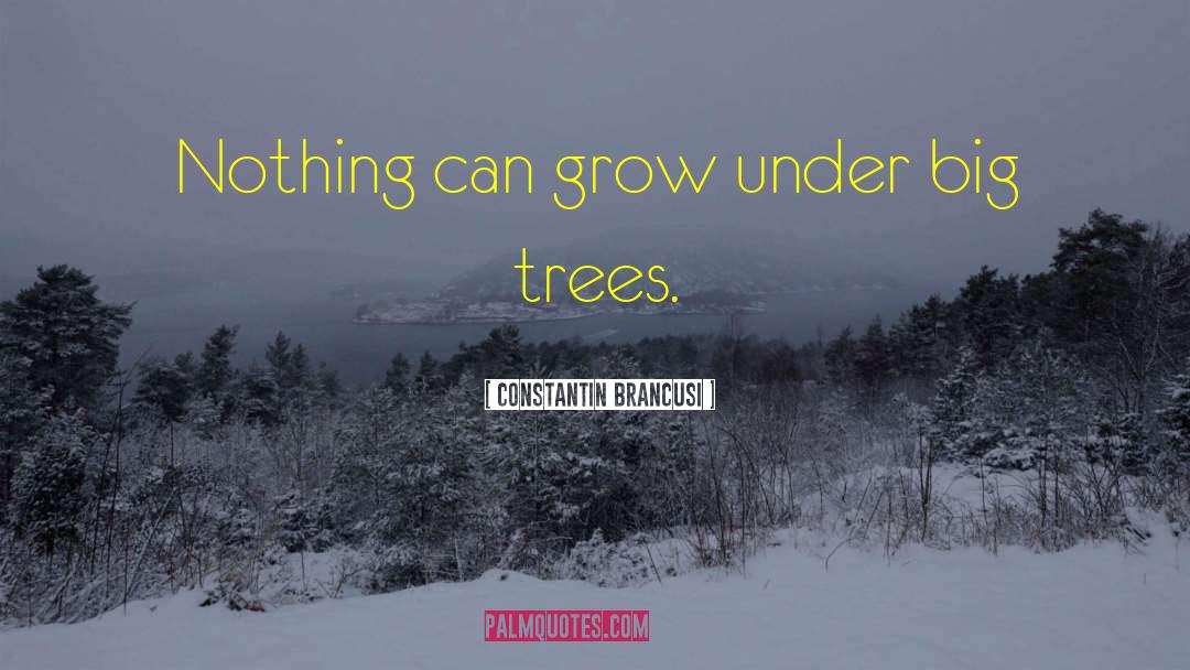 Big Trees quotes by Constantin Brancusi
