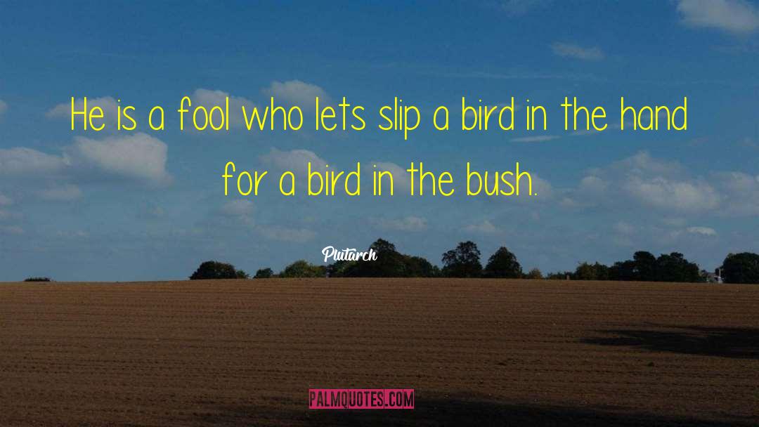 Bird Feeding Baby quotes by Plutarch