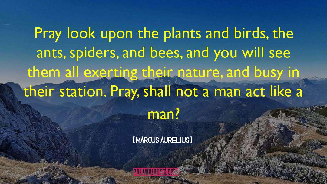 Birds Environment quotes by Marcus Aurelius