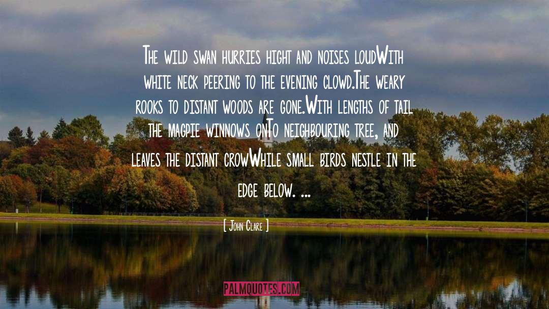 Birds quotes by John Clare