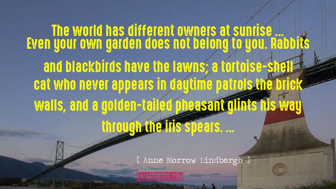 Blackbirds quotes by Anne Morrow Lindbergh
