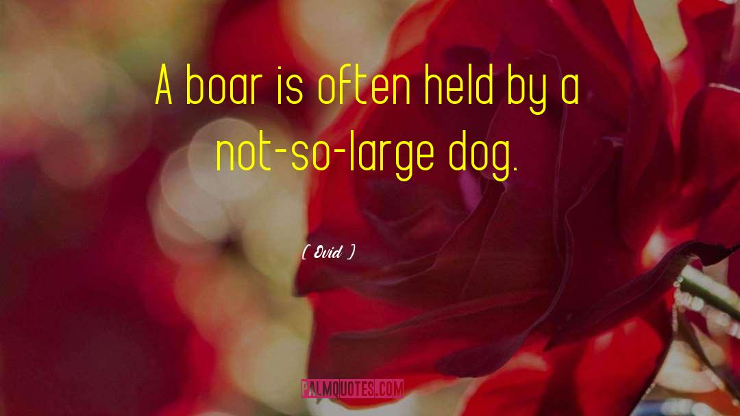 Boars quotes by Ovid