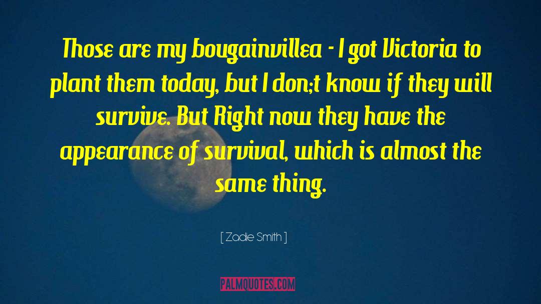 Bougainvillea quotes by Zadie Smith