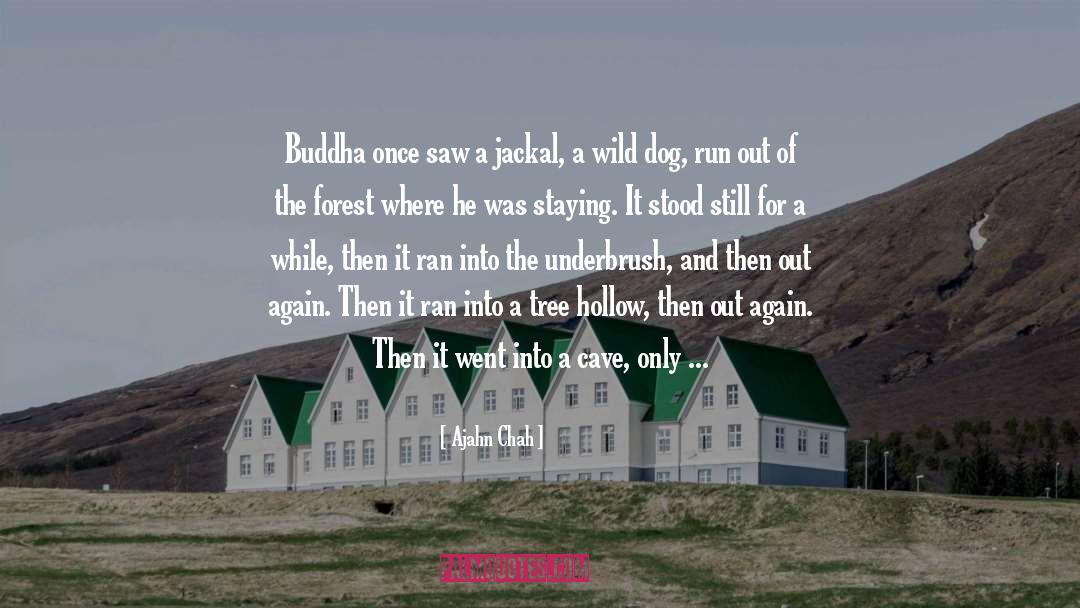 Buddhism Buddha Taoism quotes by Ajahn Chah