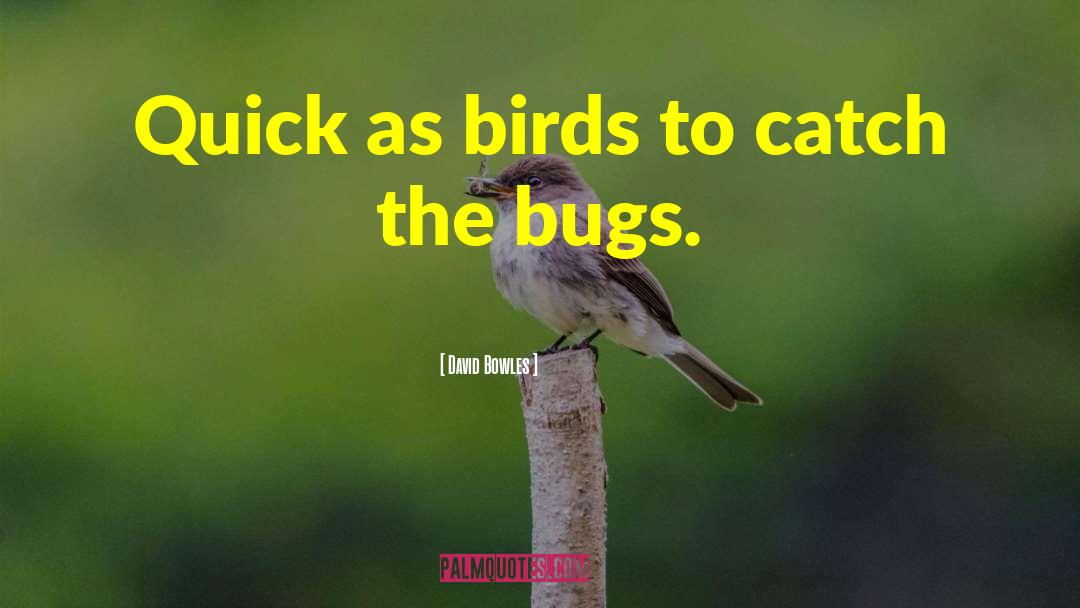 Bugs quotes by David Bowles