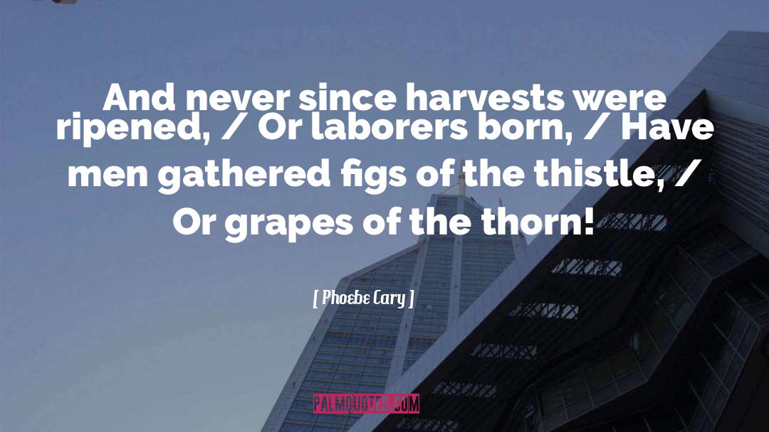 Bumper Harvest quotes by Phoebe Cary