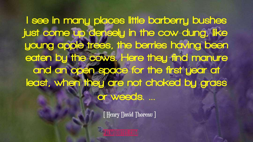 Bushes quotes by Henry David Thoreau