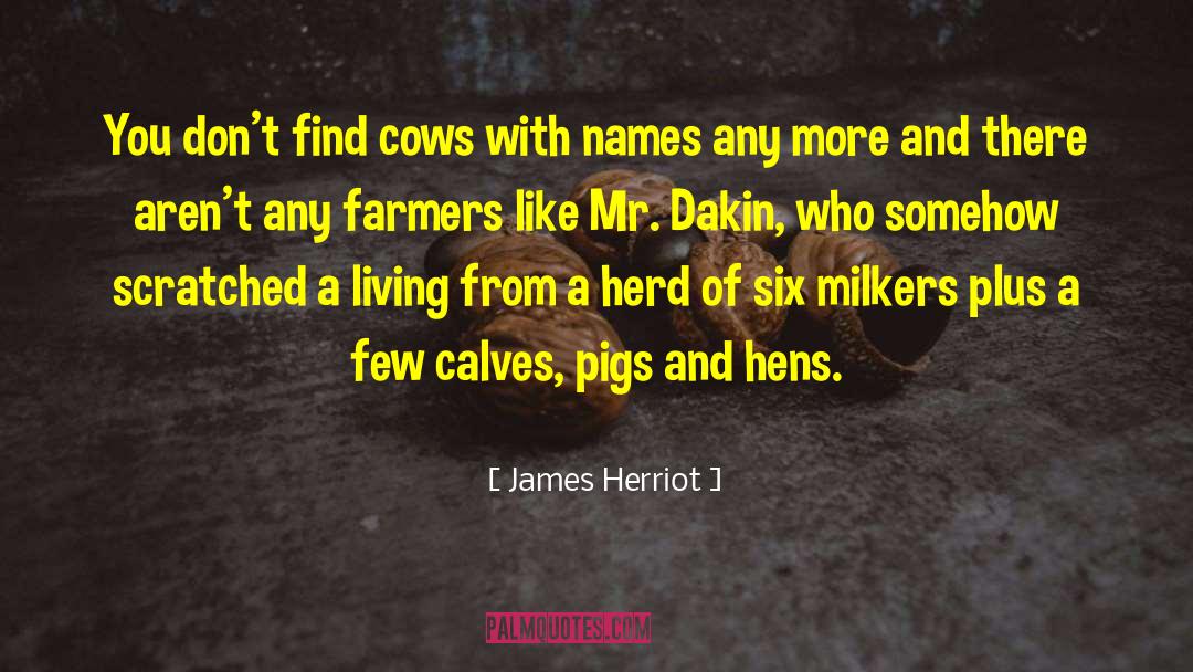 Calves quotes by James Herriot