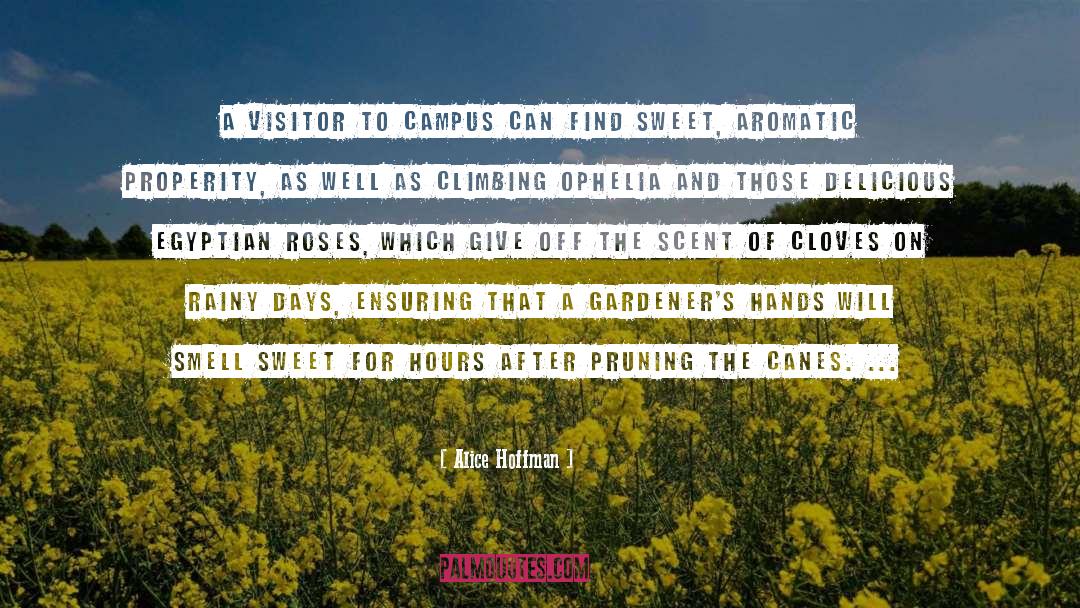 Canes quotes by Alice Hoffman