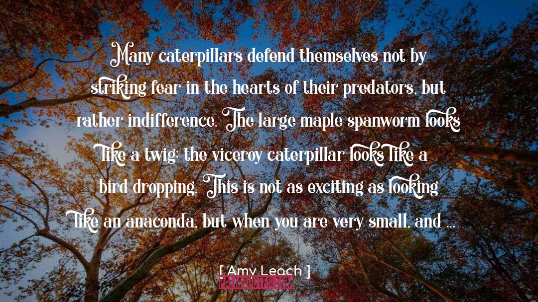 Caterpillar quotes by Amy Leach