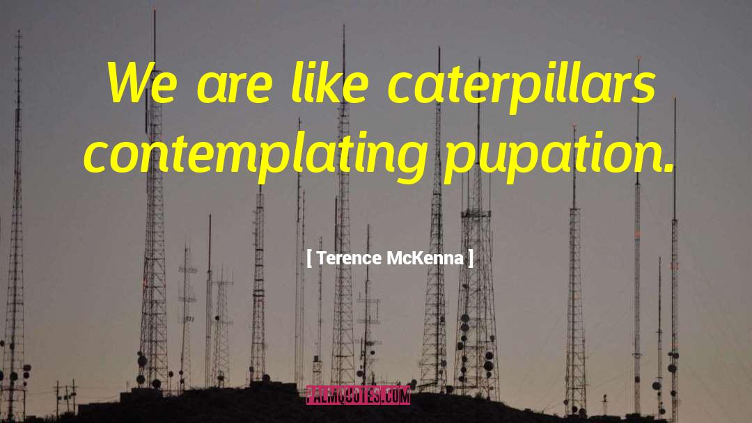 Caterpillars quotes by Terence McKenna