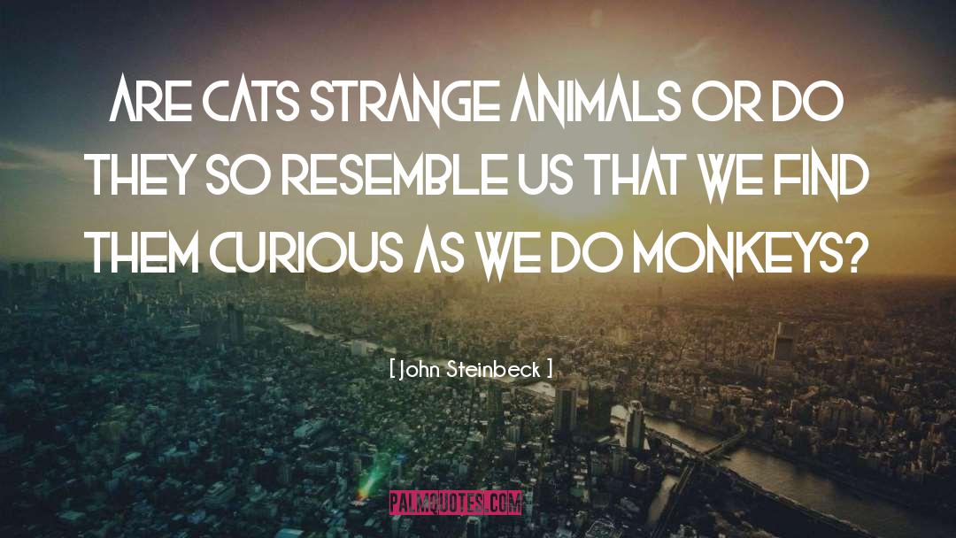 Cats quotes by John Steinbeck