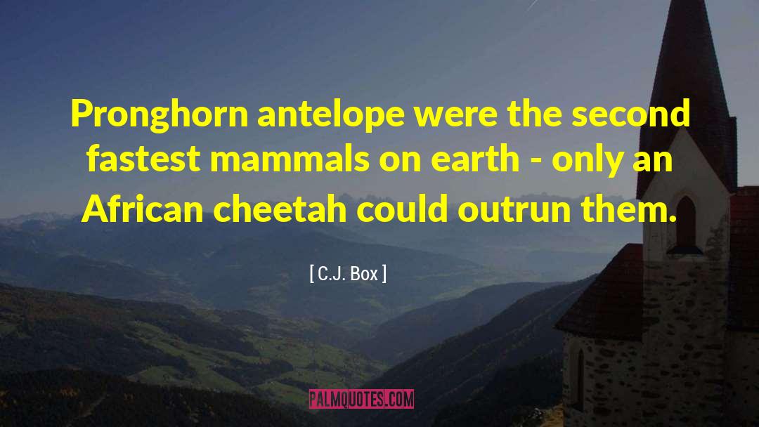 Cheetah quotes by C.J. Box