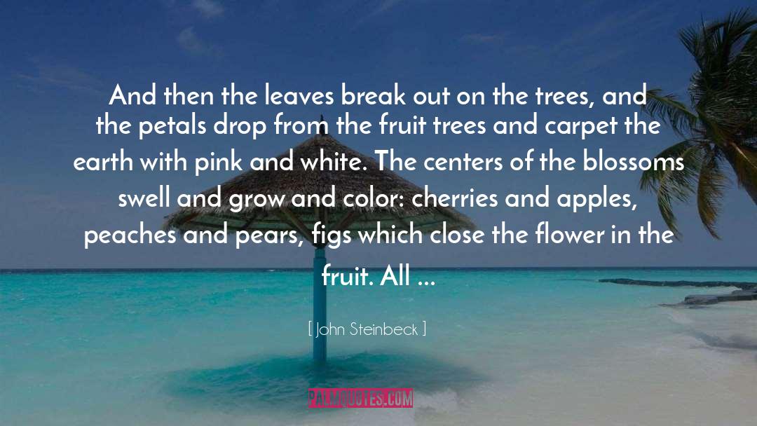 Cherries quotes by John Steinbeck