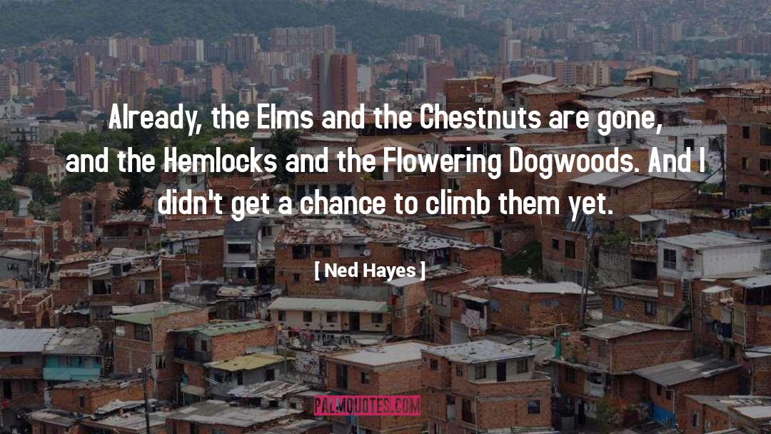 Chestnuts quotes by Ned Hayes