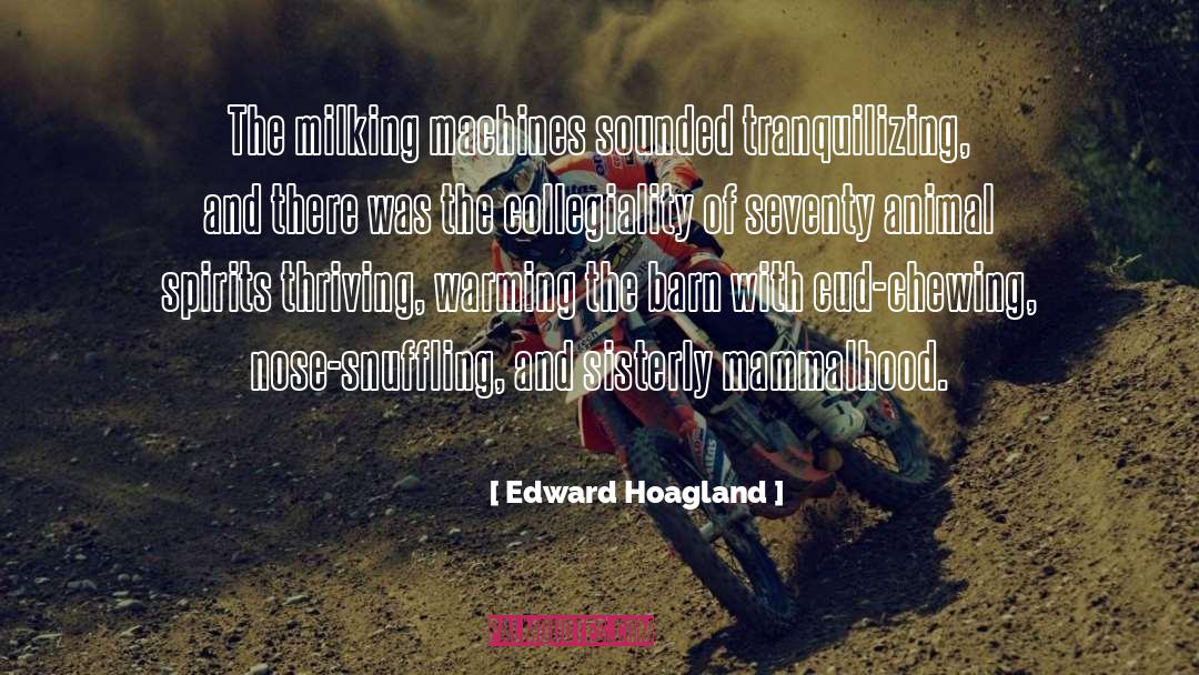 Chewer Of Cud quotes by Edward Hoagland