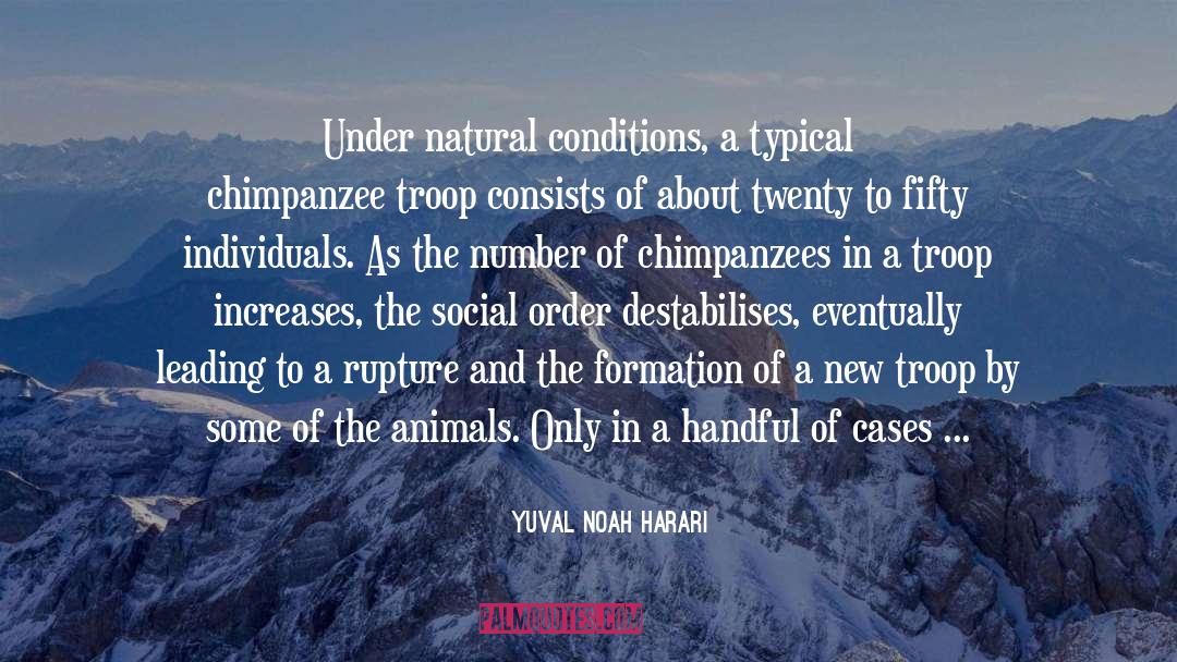 Chimpanzee quotes by Yuval Noah Harari