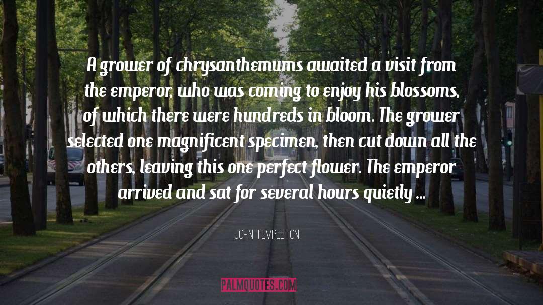 Chrysanthemums quotes by John Templeton